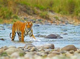 Jim Corbett