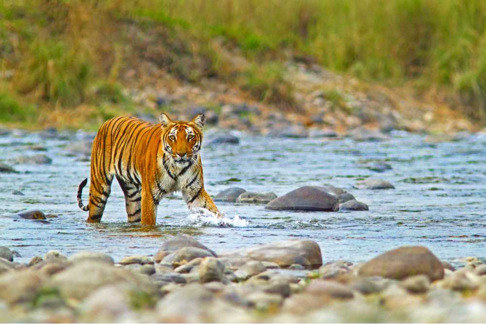 Day : 3 Nainital - Corbett