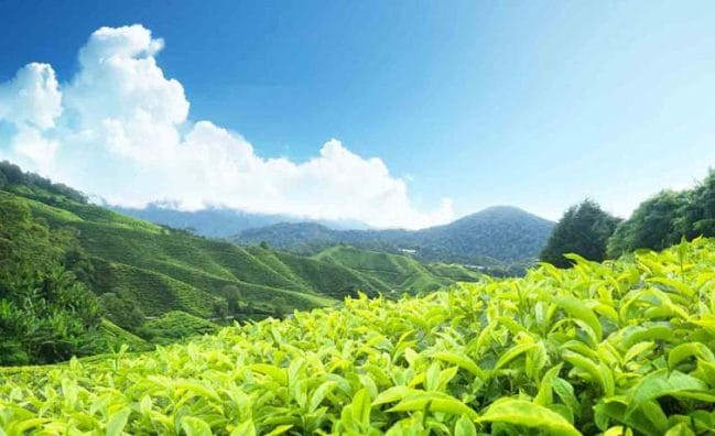 Kerala Family Tour 5N/6D