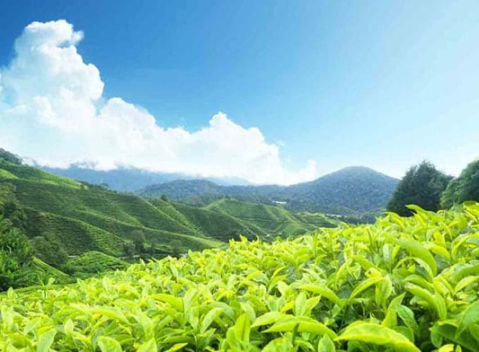 Kerala Family Tour 5N/6D