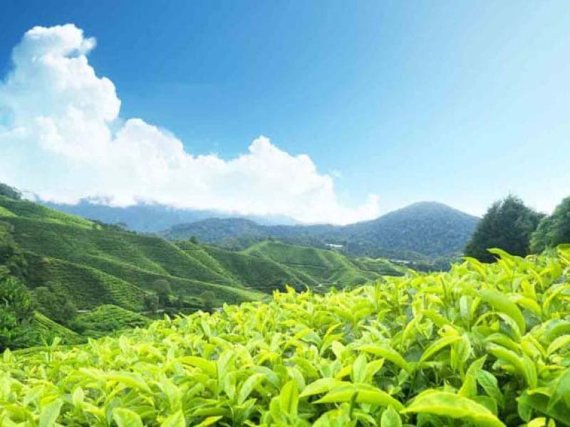 Kerala Family Tour 5N/6D
