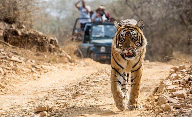 Jabalpur Kanha Bandhavgarh Tour Package 5N6D