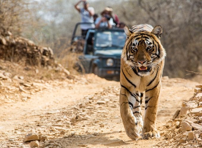 Jabalpur Kanha Bandhavgarh Tour Package 5N6D