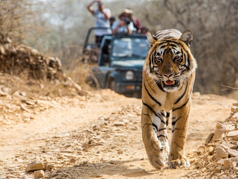 Jabalpur Kanha Bandhavgarh Tour Package 5N6D