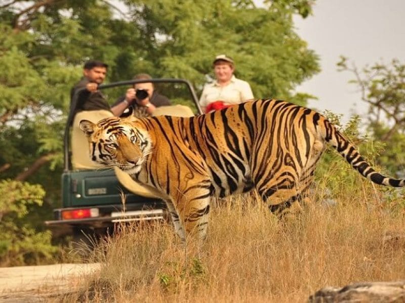 Jim Corbett Tour Package 2 Nights 3 Days