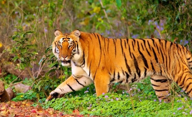 Jim Corbett 2N/3D (STAY ONLY)