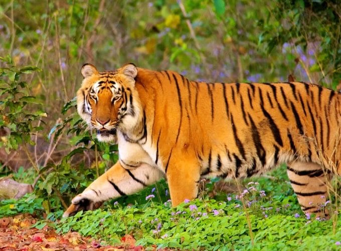 Jim Corbett 2N/3D (STAY ONLY)