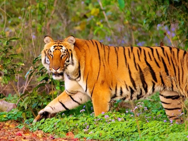 Jim Corbett 2N/3D (STAY ONLY)
