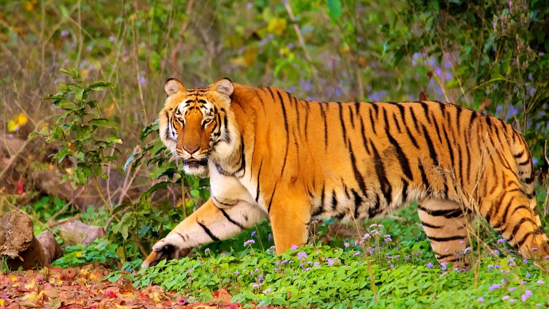 Day 1 / ( Jim Corbett ) Delhi – Corbett Arrival