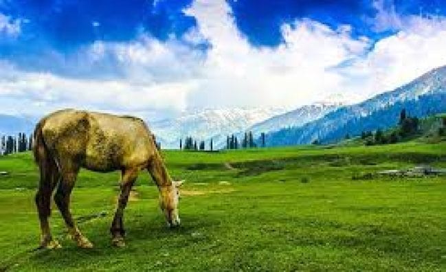 Kashmir Tour 5N 6D