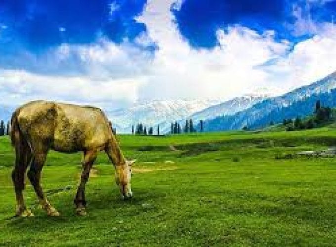 Kashmir Tour 5N 6D