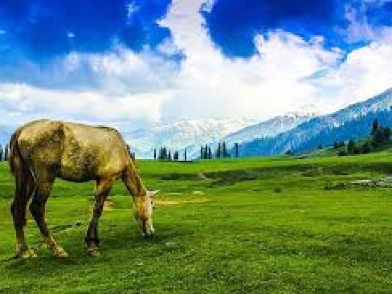 Kashmir Tour 5N 6D