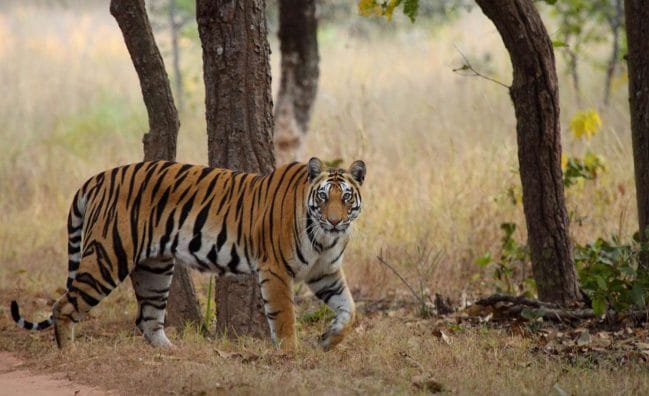 Corbett Tour with Jeep safari