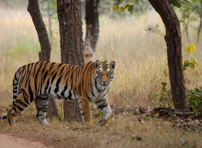 Corbett Tour with Jeep safari