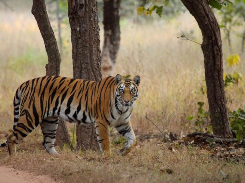 Corbett Tour with Jeep safari